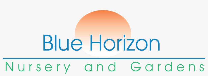 Golden Columnar Oriental Arborvitae - Circle, transparent png #4184824