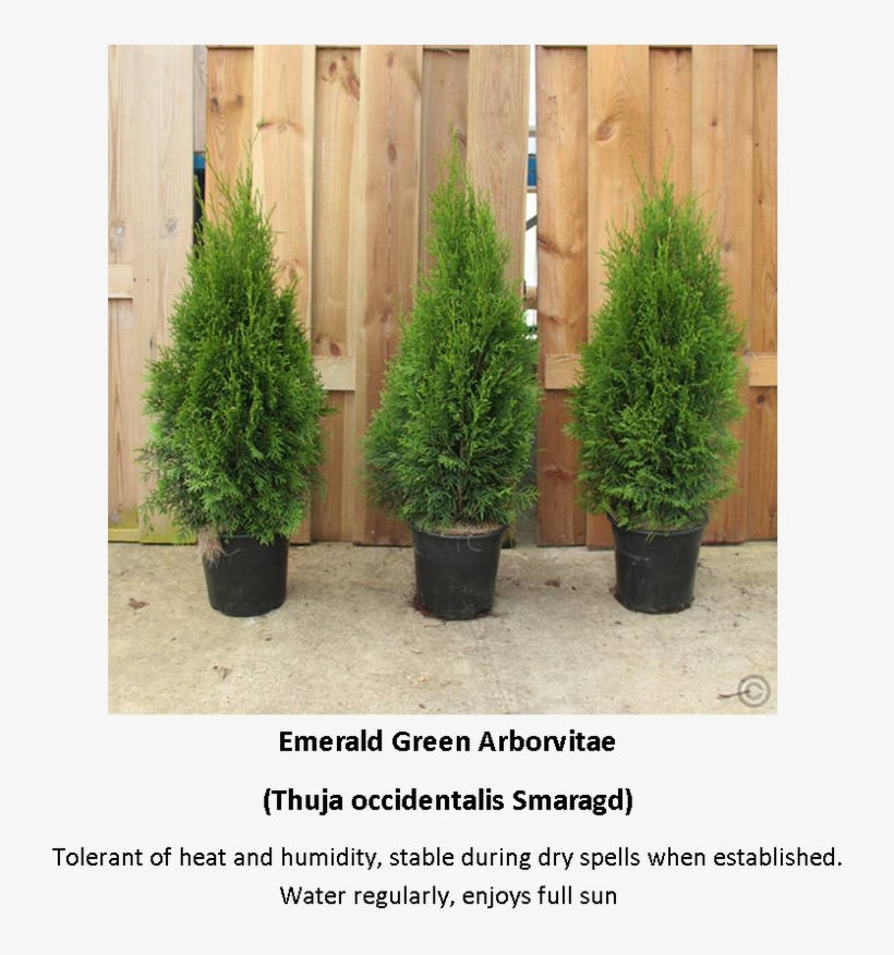 Picture - Thuja Occidentalis Smaragd C2, transparent png #4185051