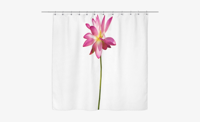 Pink Lotus Flower Curtains - Shower Curtains, transparent png #4186202