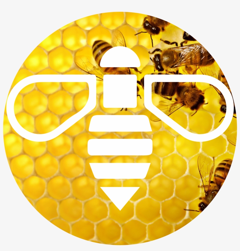 Why Bees Are Important To Our Planet - Applied And Economic Zoology, transparent png #4186743