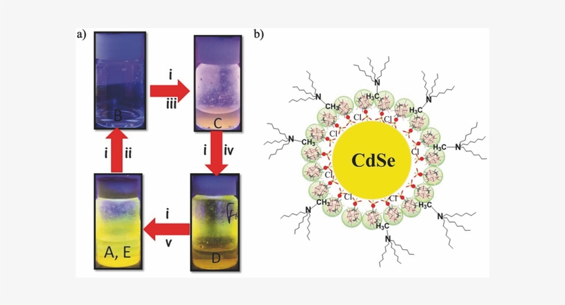 Biomimetic Inspired Core Canopy Quantum Dots - Circle, transparent png #4186918
