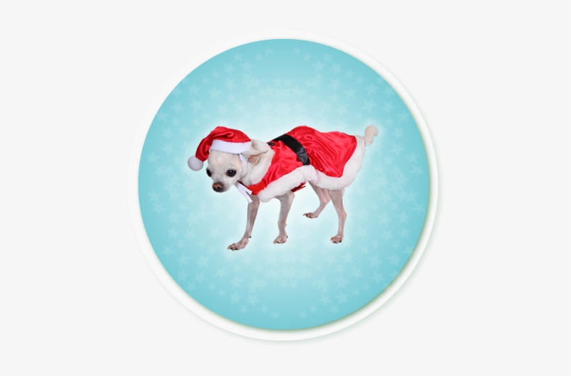 Caso - Santa Claus, transparent png #4186940
