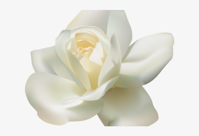 White Rose Png Transparent Images - Белые Розы Пнг, transparent png #4187272