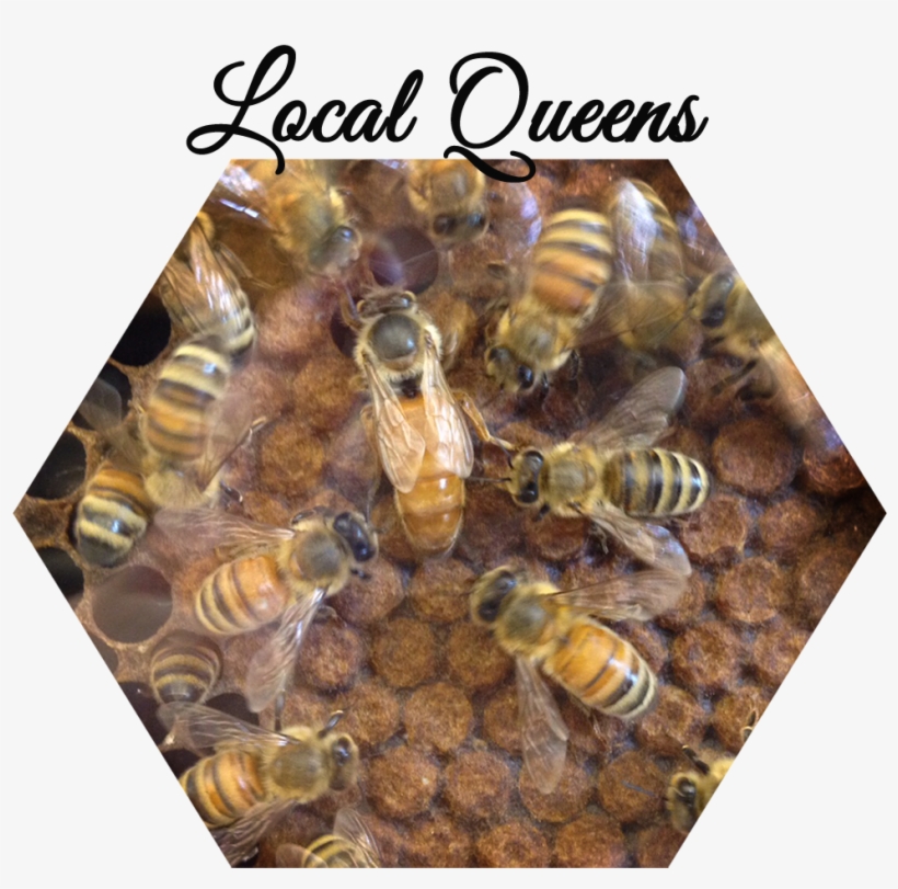 Services - Honeybee, transparent png #4187294
