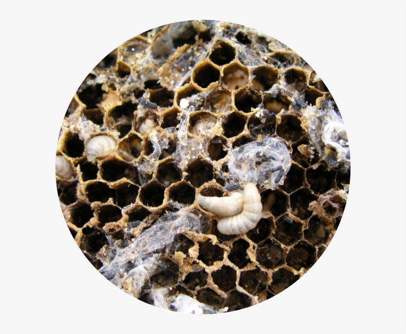 Wax Moth Larvae, Wax Moth Adult, Wax Moth Damage - Honey Bee Wax Moth, transparent png #4187332