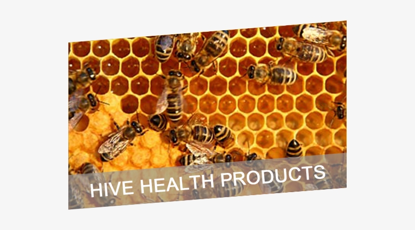 Analysis Of Honey Project, transparent png #4187426