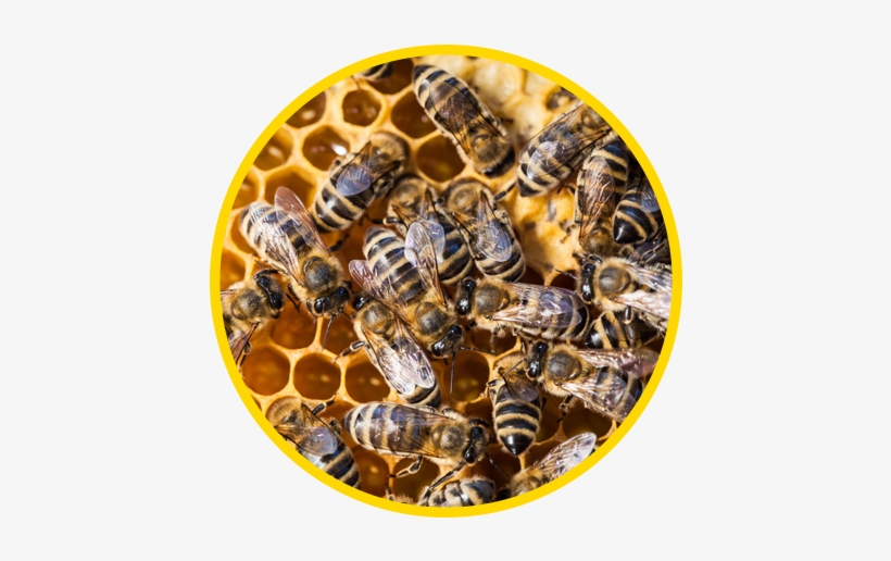 Bees - Dancing Bees And Other Amazing Communicators, transparent png #4187544