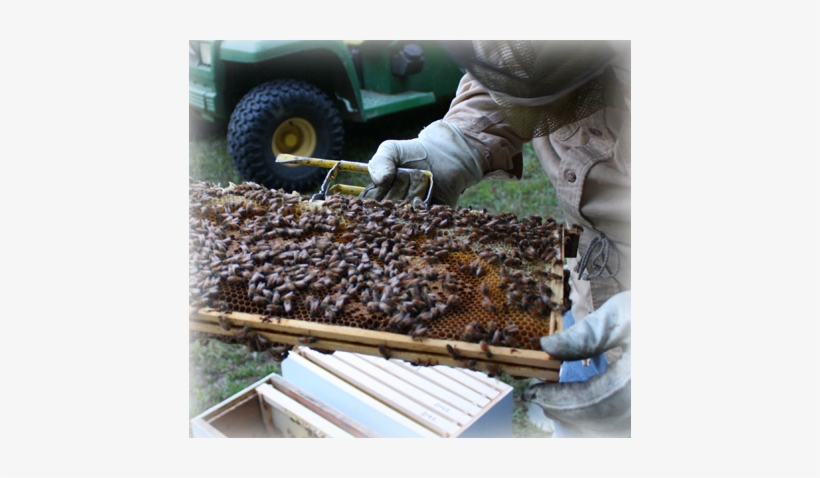 Hale's Honey Is Of The Wildflower Variety - Beehive, transparent png #4187549