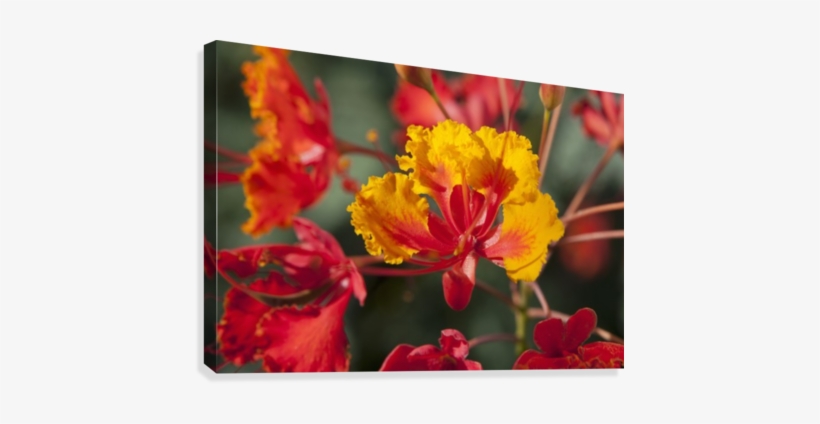 Close Up Of Mexican Bird Of Paradise Flowers - Close Up Of Mexican Bird Of Paradise (caesalpinia Pulcherrima), transparent png #4188612