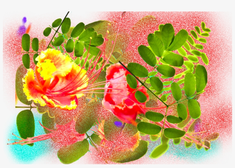Radical Care In The Space Of Excess - Caesalpinia, transparent png #4188770