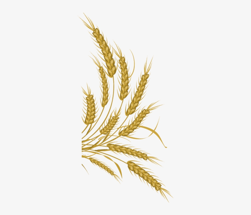 Wheat Png Download - Wheat Vector Free Download, transparent png #4190425