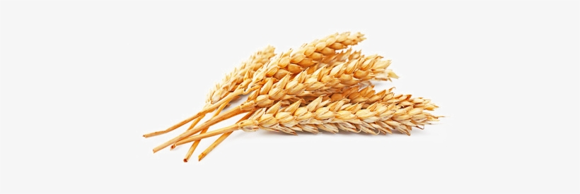 Wheat Grains Png - Recipe For Men Raw Naturals Goof Proof Antiperspirant, transparent png #4190459