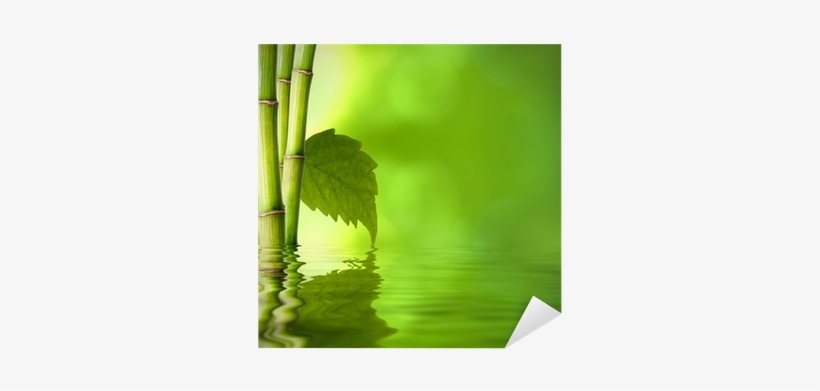Bambú Con Hoja Verde Frente Al Agua Sticker • Pixers® - Paperflow Usa Easyscreen Vertical Divider, Bamboo With, transparent png #4190617