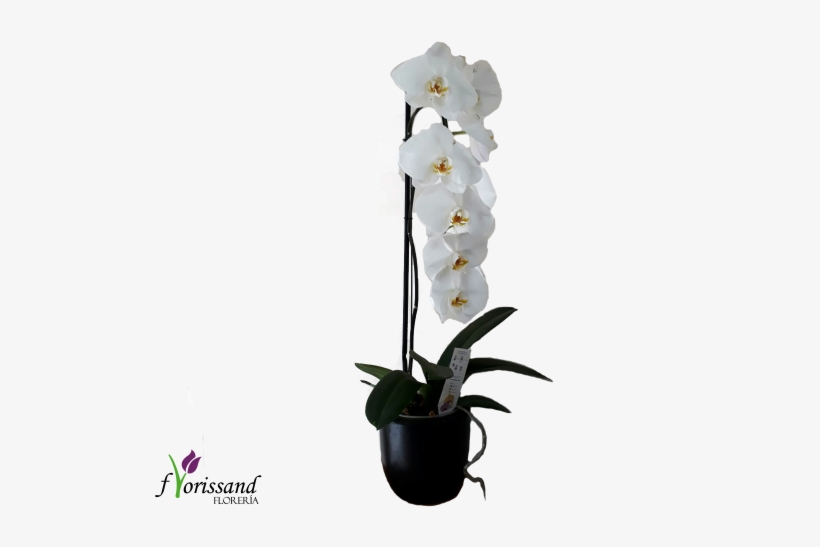 00 Add To Cart - Orchids, transparent png #4190854