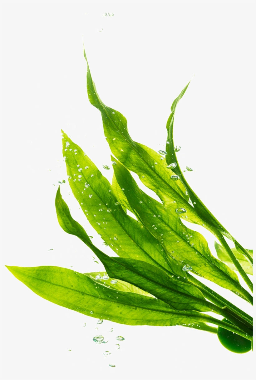 Png Transparente De Hojas Verdes - Seagrass Transparent Background, transparent png #4190936