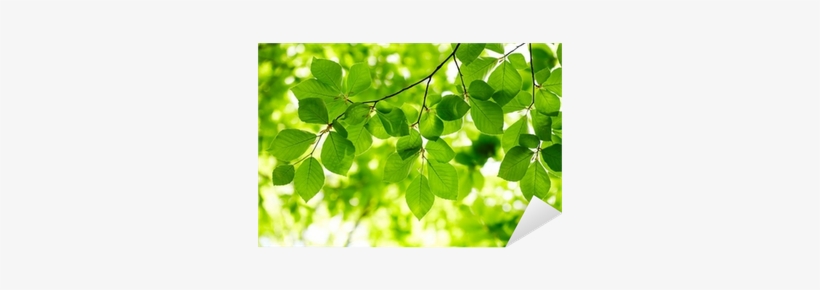 Vinilo Pixerstick Hojas Verdes De Fondo • Pixers - Shinji Kajitani, transparent png #4190964