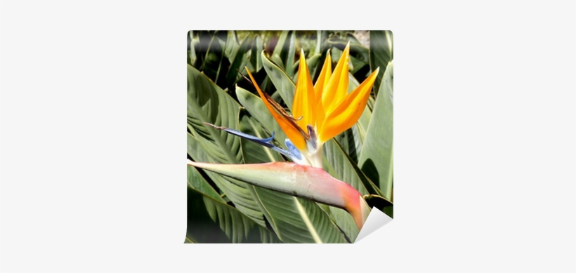 Head Of The Bird Of Paradise Plant Set Against Lush - Lozano Plantas, transparent png #4191407
