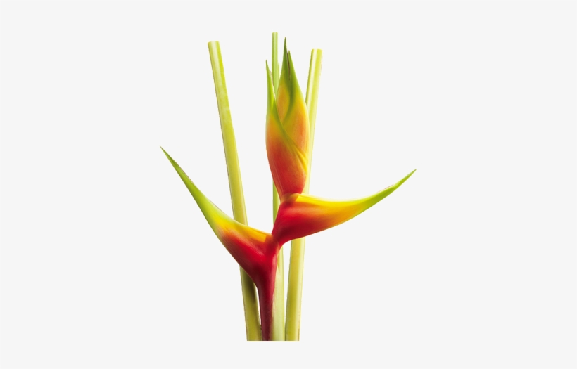 Heliconia Aurea Yellow - Flores De Colombia Png, transparent png #4191471