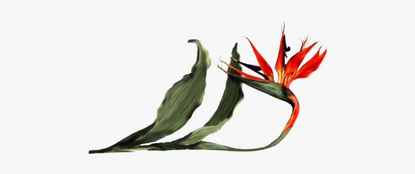 Bird Of Paradise Orchid - Bird Flower Leave Png, transparent png #4191595