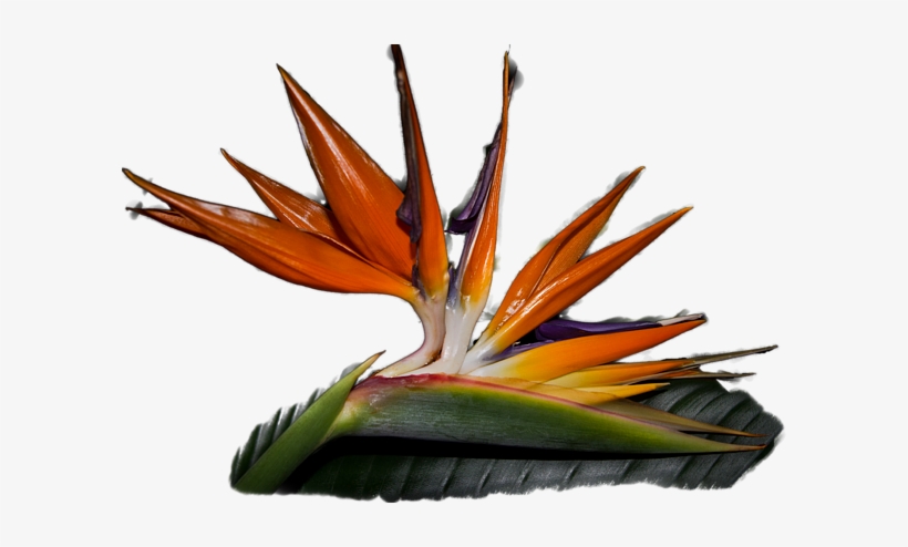 Click And Drag To Re-position The Image, If Desired - Bird, transparent png #4191799