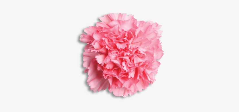 Phi Mu Flower - Pink Carnation Transparent Background, transparent png #4191842