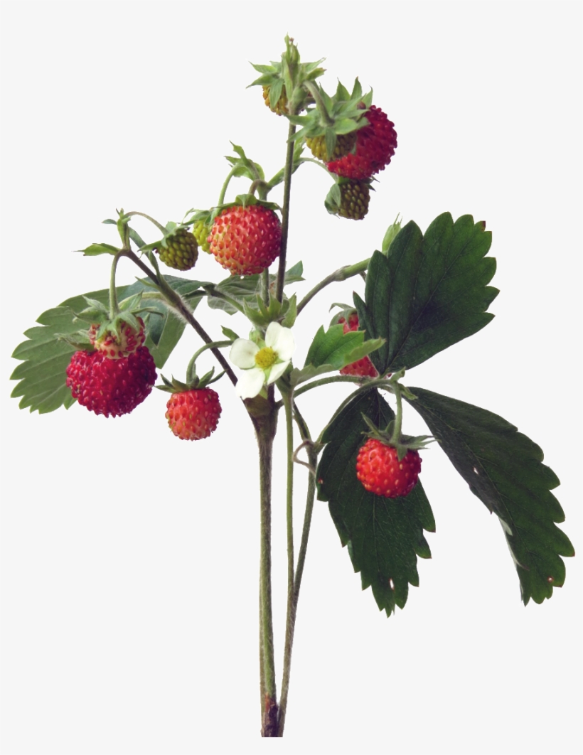 Lychee Cartoon Transparent - Frutti Di Bosco, transparent png #4191910