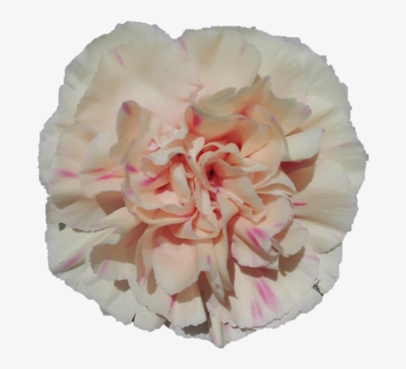 Apple Tea - Carnation - Apple, transparent png #4191977