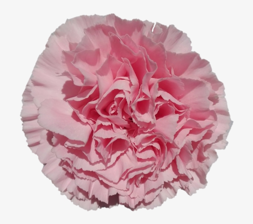 Ilusion - Carnation - Carnation, transparent png #4192127