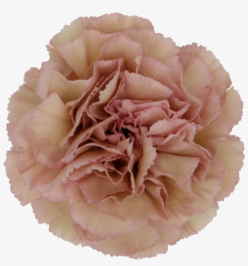 Creola Carnation, transparent png #4192170
