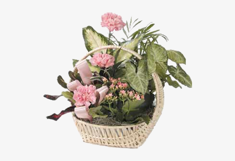 Dish Garden With Pink Carnations - Floristry, transparent png #4192222