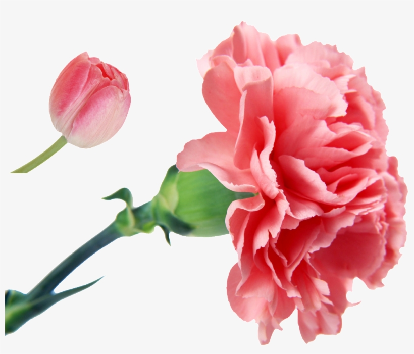 Fragrant Pink Flower Cartoon Transparent - Carnation Flower, transparent png #4192253