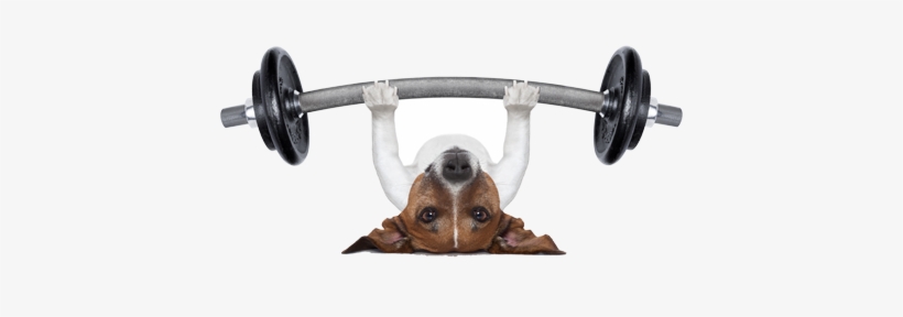 Dog Lifting Weights R - Personal Trainer Dog Poster 19 X 13in, transparent png #4192313