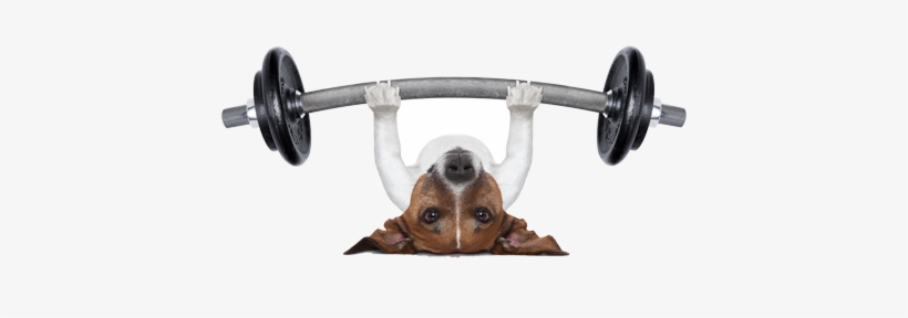 Dog Lifting Weights R - Personal Trainer Dog Poster 19 X 13in, transparent png #4192313