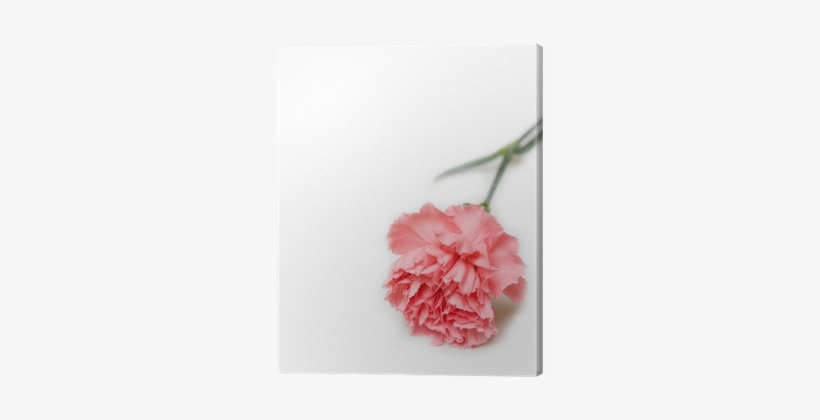 Pink Carnation, transparent png #4192370