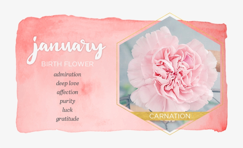 Picture - Flower Of January, transparent png #4192546