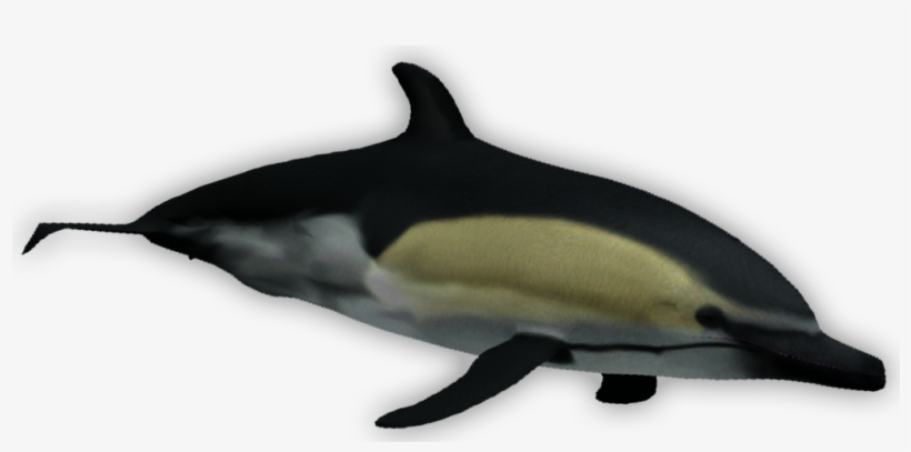 Short Beaked Common Dolphin - Tucuxi, transparent png #4192578