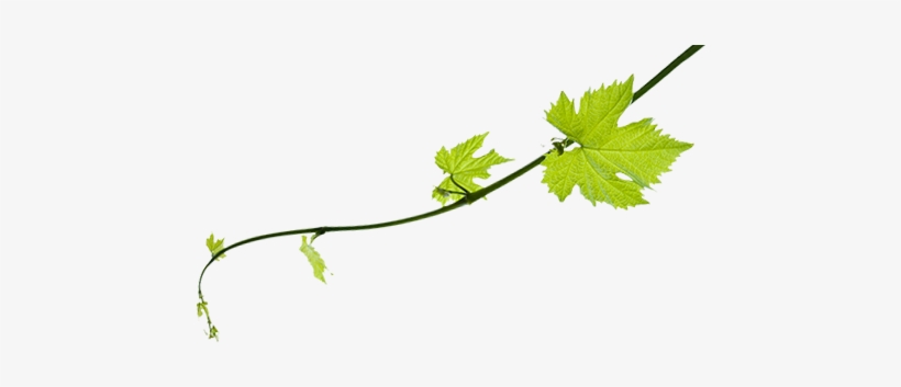 Allow Yourself To Be Indulged By Our Team - Aih Custom Green Vine Bottle Label, transparent png #4194029