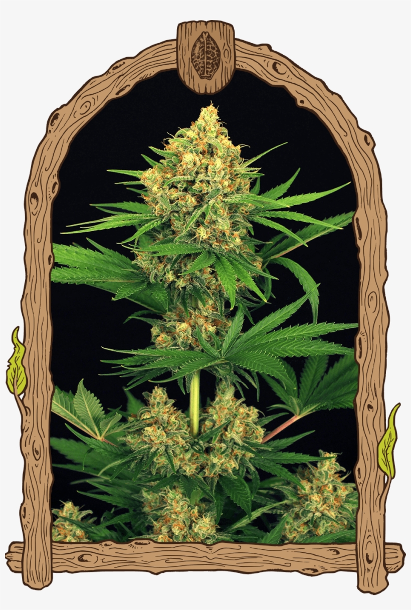 Tangerine Kush, transparent png #4195114