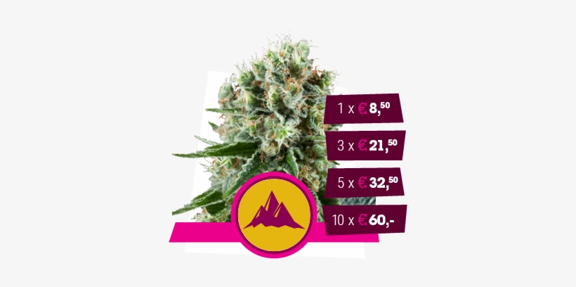 Critical Kush - Critical Kush Uk Buds, transparent png #4195231
