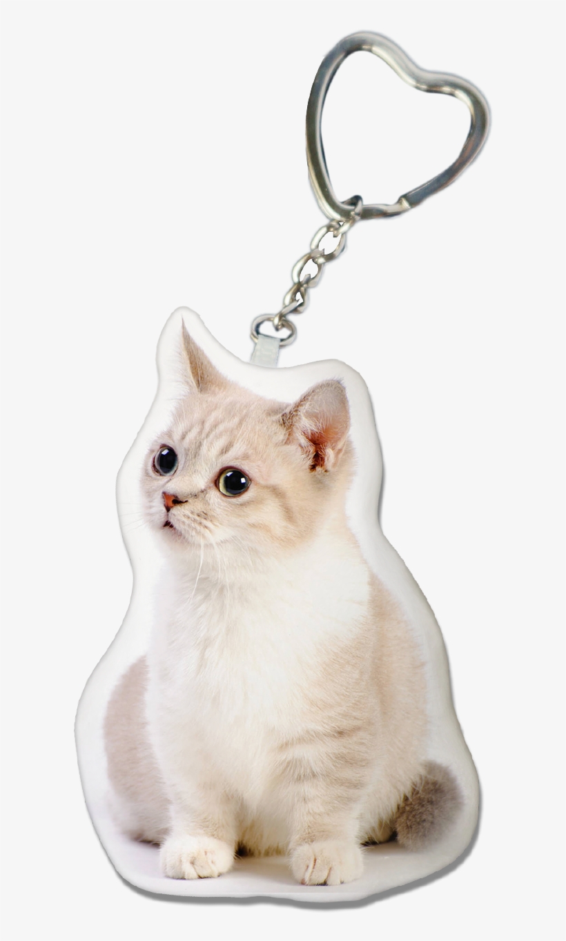 Munchkin Cat Key-chain - Munchkin Cat, transparent png #4195624