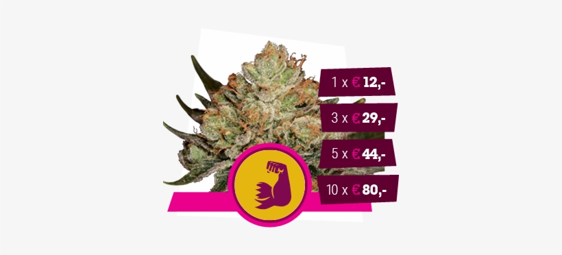 Og Kush X Strawberry Diesel - Royal Queen Hulkberry, transparent png #4195974