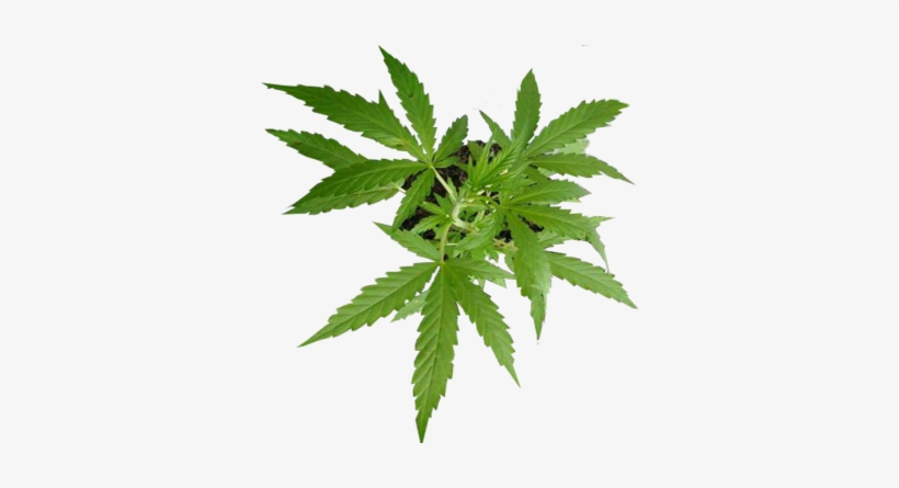 Após Pressão Da Sociedade Civil, Senador Retira Da - Pe De Maconha Png, transparent png #4195994