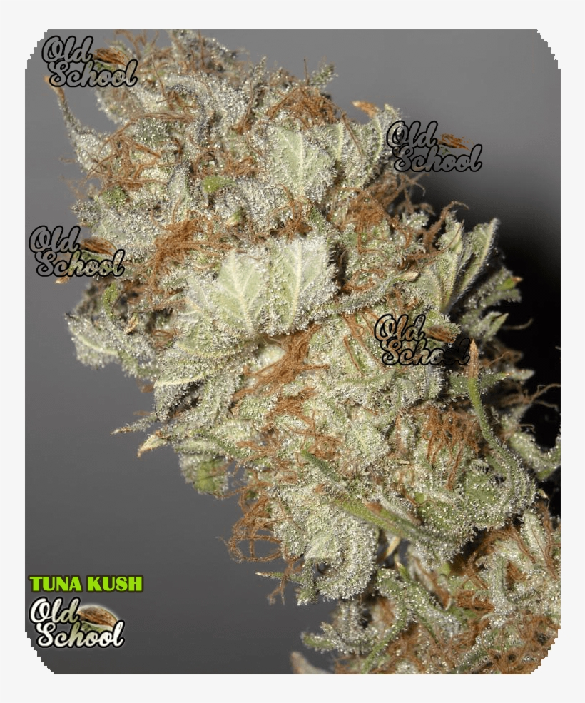 Tuna Kush - Tuna Weed Strain, transparent png #4196041