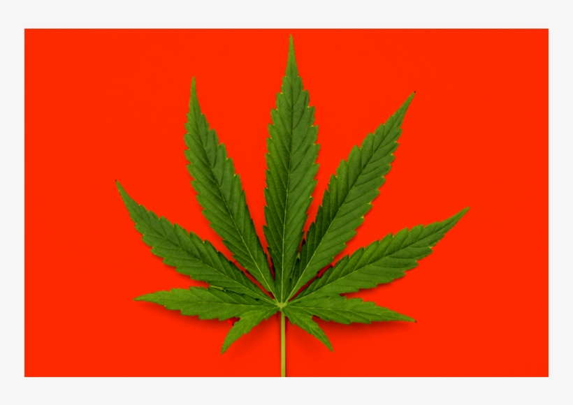 Quem Fuma Maconha Faz 20% Mais Sexo, Diz Estudo - Cannabis, transparent png #4196753