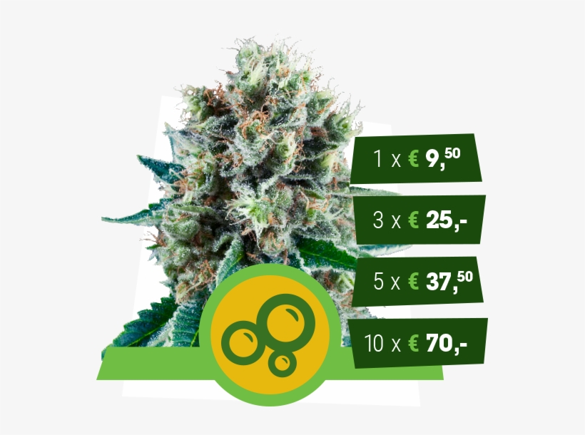 Bubble Kush Automatic - Royal Bubble Kush Autoflower, transparent png #4196804