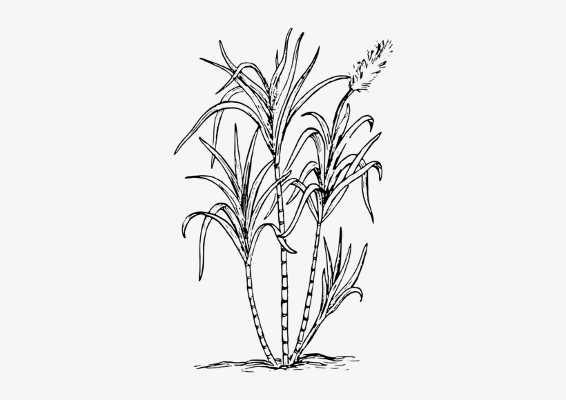 Grass Drawing Pictures - Sugar Cane, transparent png #4198035