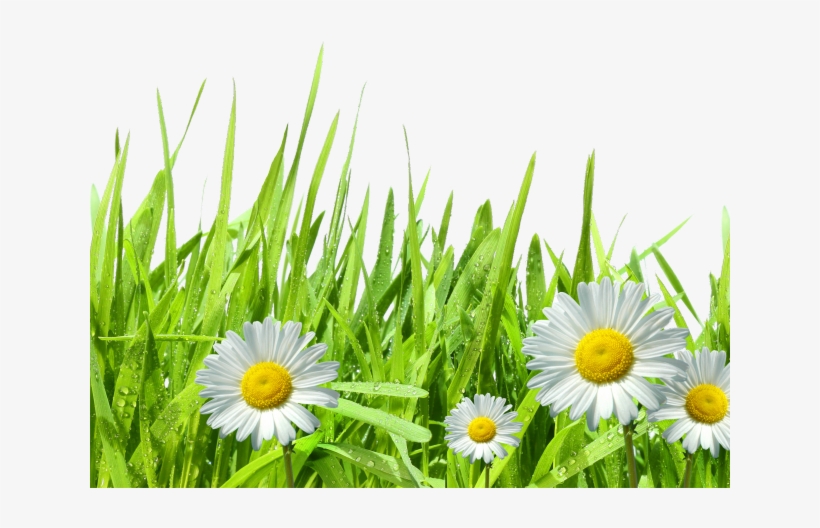 Dew Clipart Grass Drawing - Daisies Png, transparent png #4198066