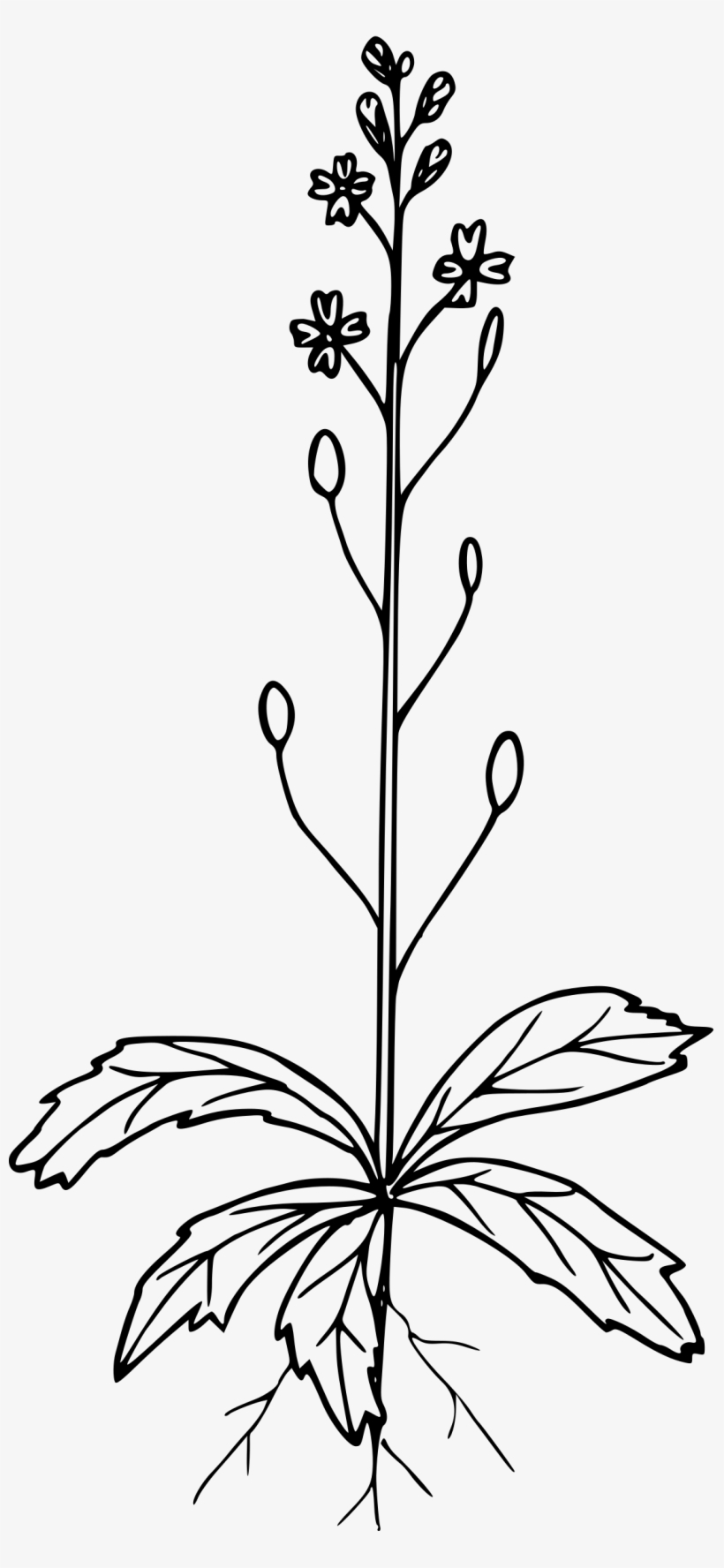 This Free Icons Png Design Of Spring Whitlow Grass, transparent png #4198687