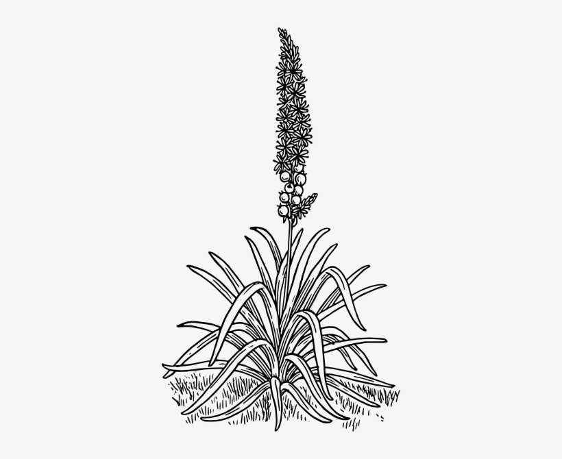 Asphodel Drawing, transparent png #4198878