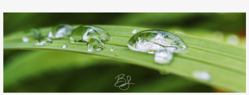 Dew Drops, transparent png #4199924
